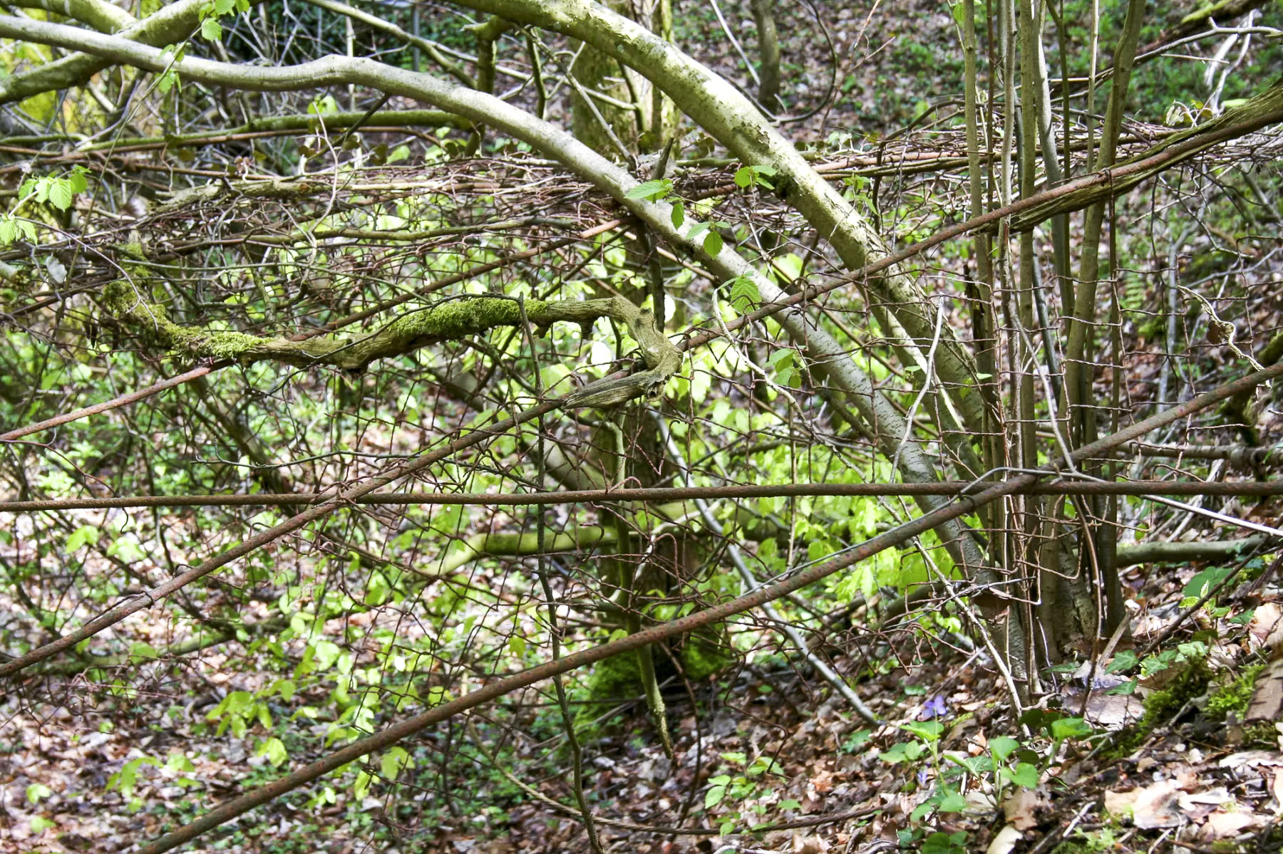 Ligne Maginot - BOIS D'ESCHERANGE - X3 (QUARTIER KANFEN - I/169°RIF) - (Abri) - Vestiges des filets de camouflage - Michel Teiten
