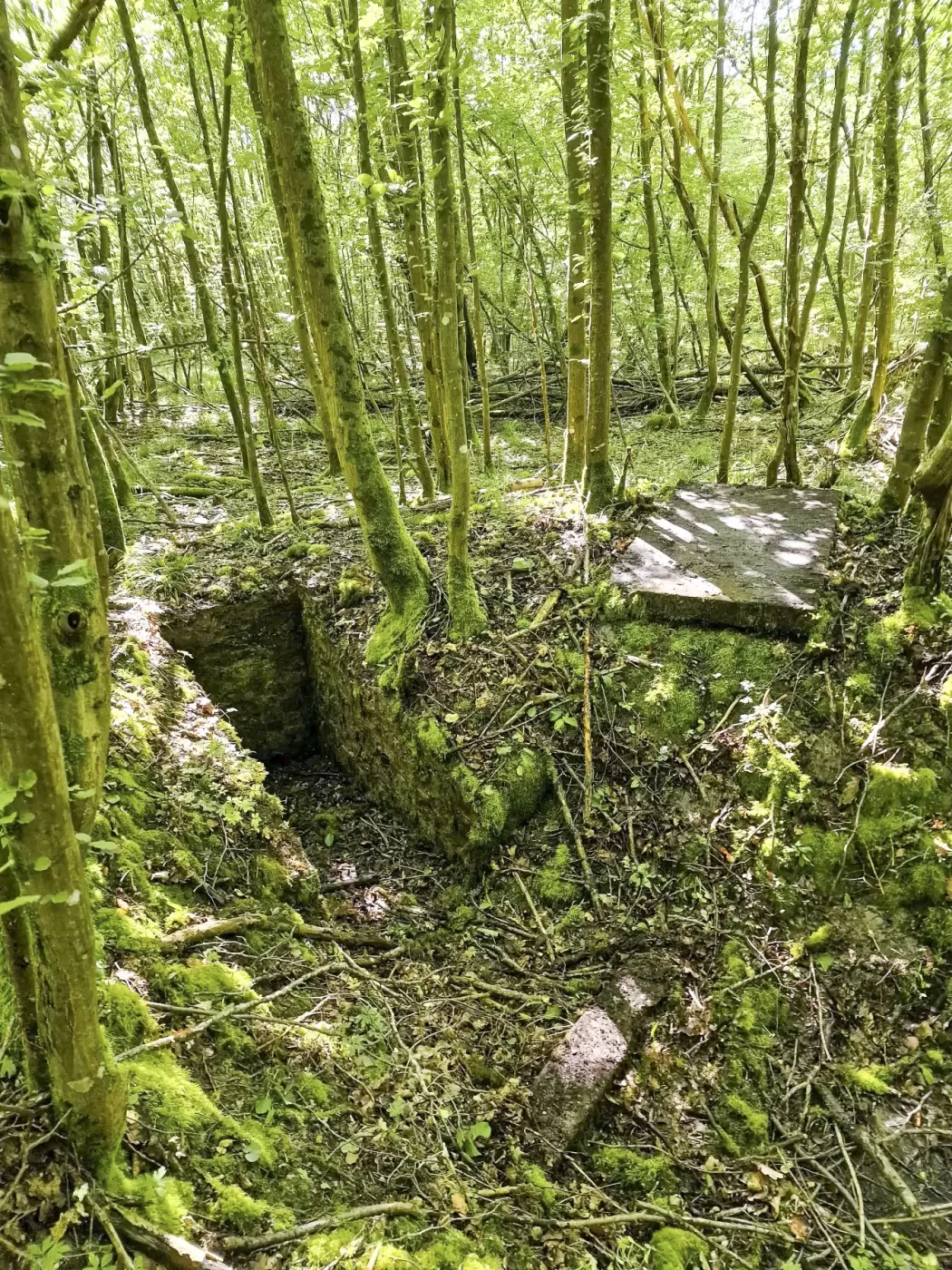 Ligne Maginot - LANGWIESERWALD 3 - (Observatoire indéterminé) - Poste d'observation - Franck Niederlender