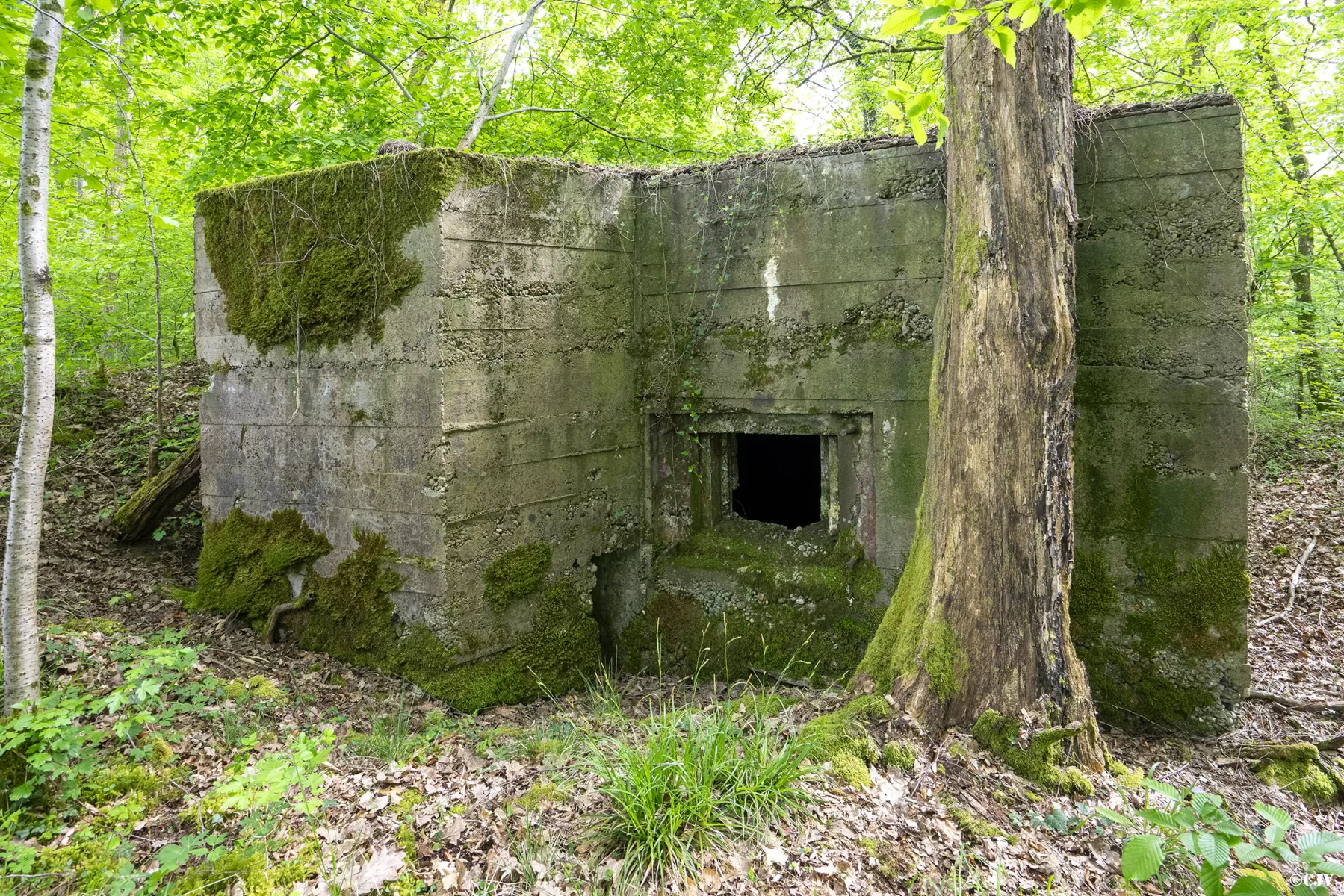 Ligne Maginot - CB441 - (Blockhaus pour arme infanterie) -  - Lia VERMEULEN