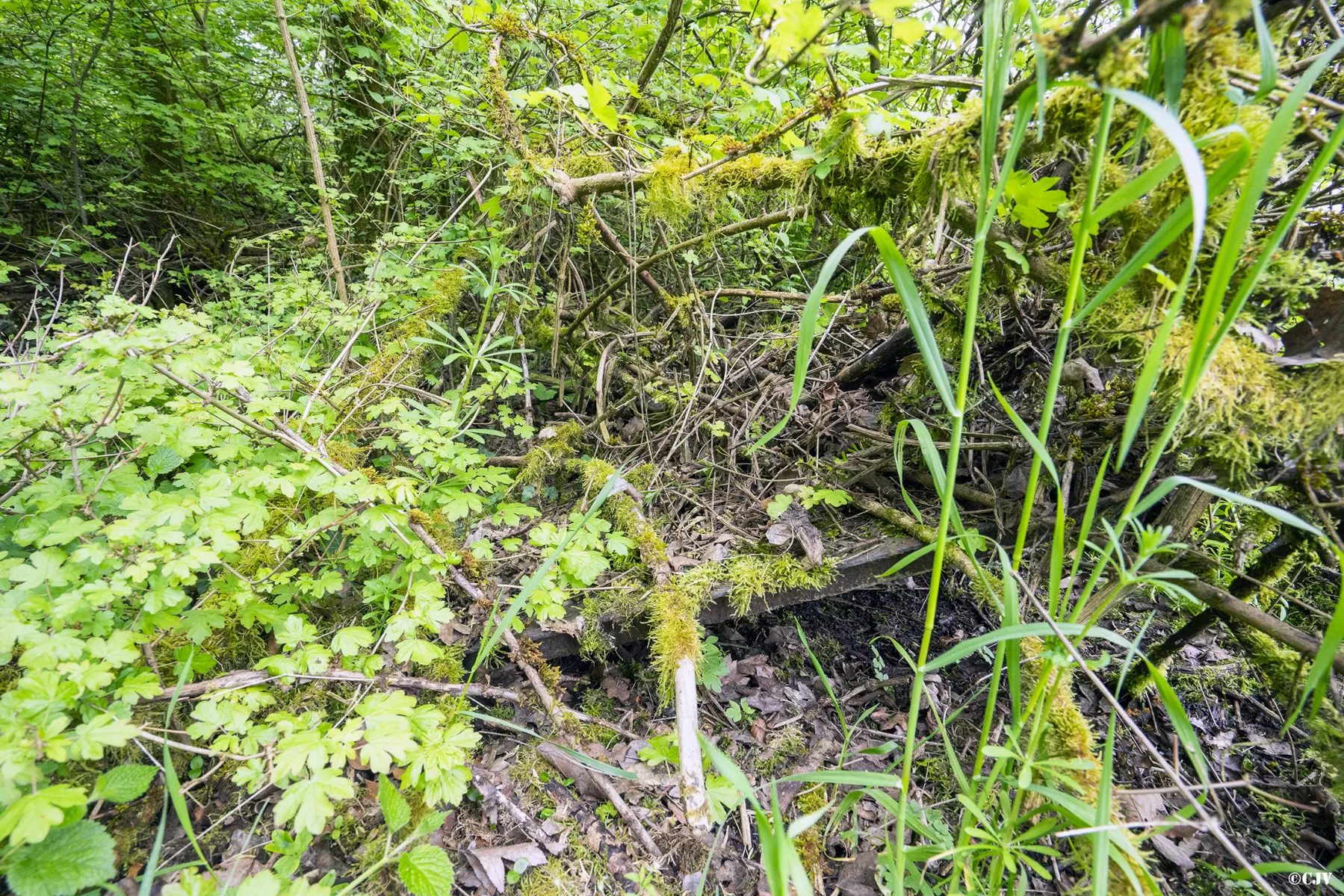 Ligne Maginot - 13A - (Chambre de coupure) - La trappe - Lia VERMEULEN