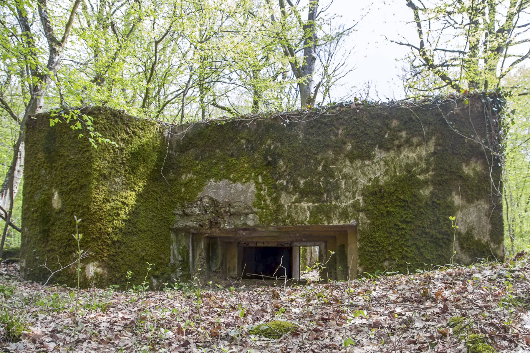 Ligne Maginot - CB303 - KANFENER BUSCH 3 - (Blockhaus pour canon) -  - Michel Teiten