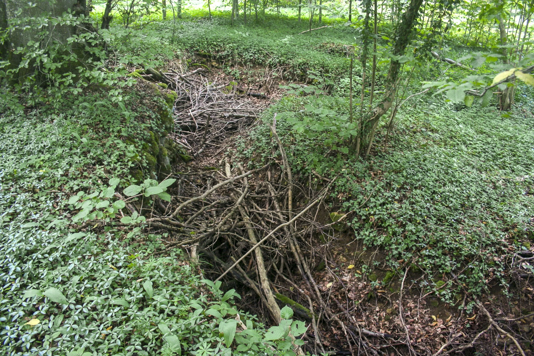 Ligne Maginot - CB335 - BOIS DE LA FANK - (Blockhaus pour arme infanterie) - Vestiges de tranchées près du blockhaus - Michel Teiten
