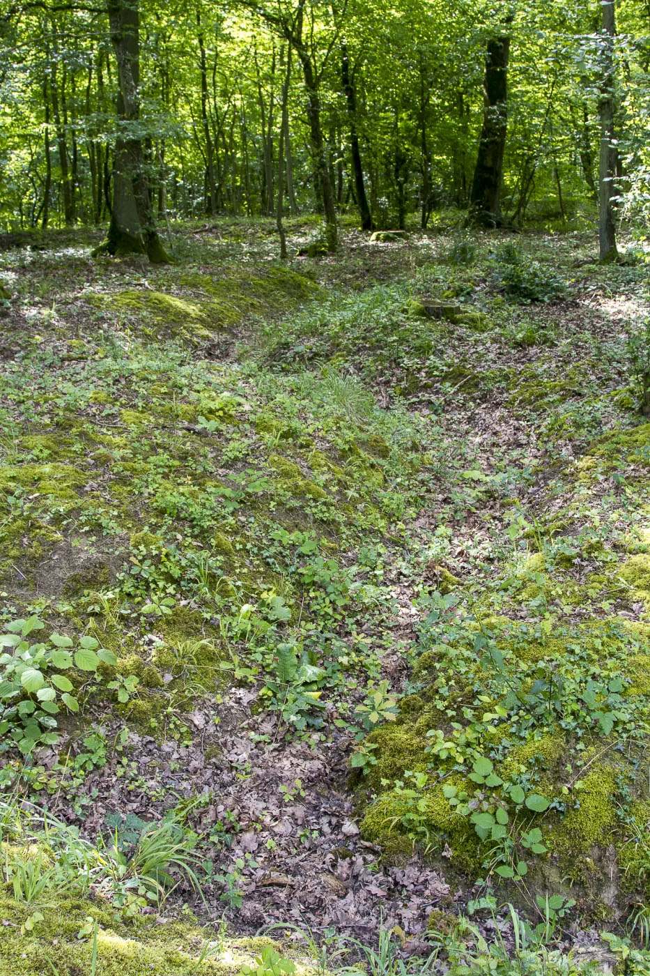 Ligne Maginot - CB234 - RIPPERT 2 - (Blockhaus pour arme infanterie) - Reste des tranchées menant au blockhaus - Michel Teiten