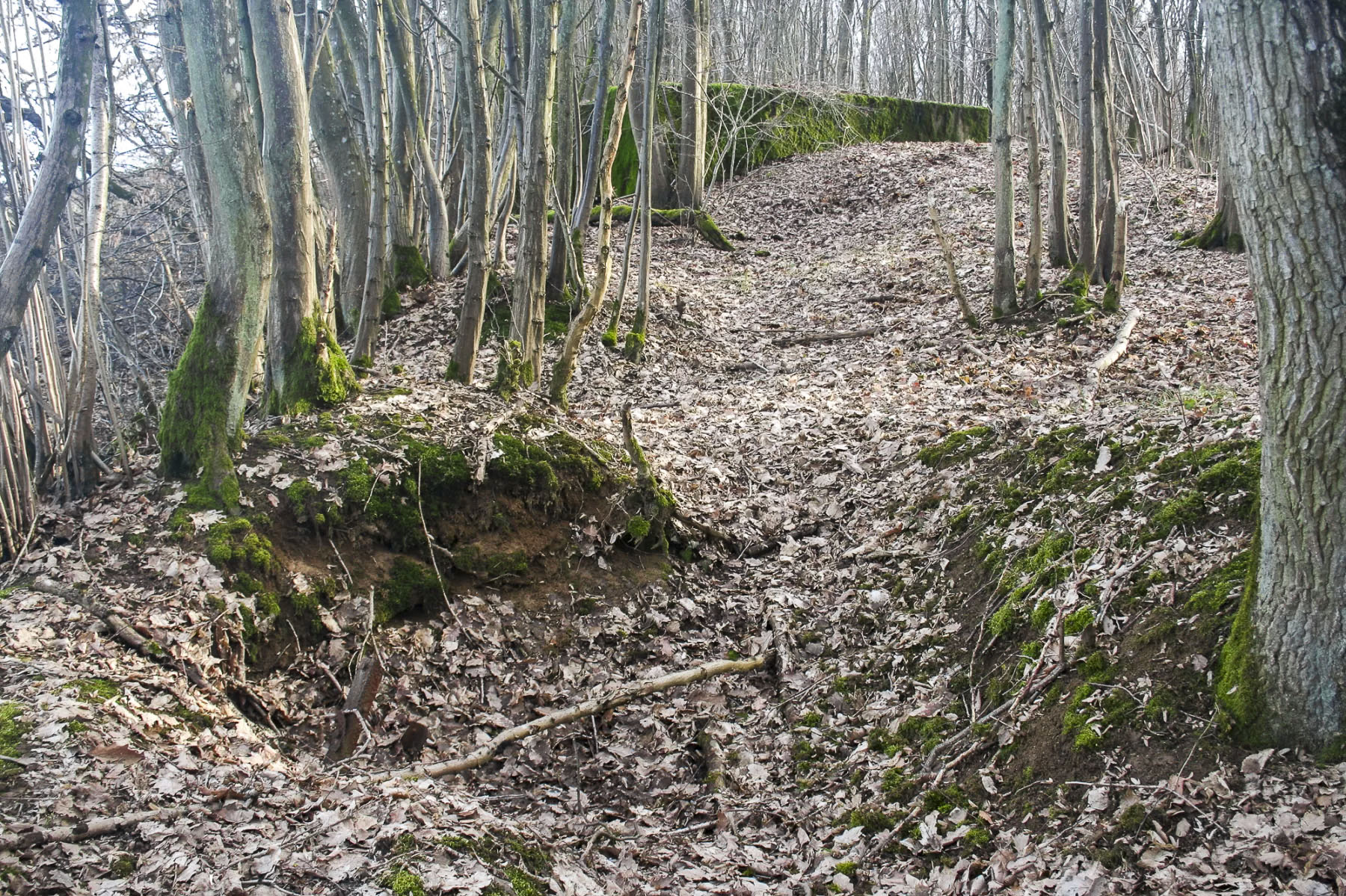 Ligne Maginot - CB298 - KUHDRECK 4 - (Blockhaus pour arme infanterie) - Restes de tranchées à proximité du bloc (visible à l'arrière-plan) - Michel Teiten