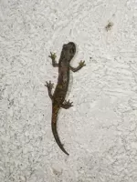 Ligne Maginot - COL DE SEGRA - (Chambre de coupure) - Habitante des lieux la Salamandre tachetée, à respecter ainsi que les autres insectes.