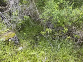 Ligne Maginot - COL DE SEGRA - (Chambre de coupure) - Départ de la tranchée maçonnée vers la chambre