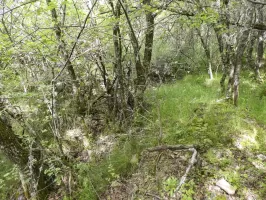 Ligne Maginot - SEGRA - BORRIGO - (Position d'artillerie préparée) - Tranchée