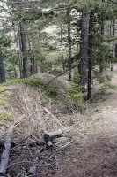 Ligne Maginot - BOIS DES BANS - (Divers) -  Tranchée d'infanterie