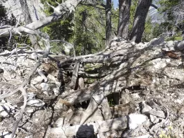 Ligne Maginot - LA LAUZETTE CRêTE (3° BIE / 154° RAP) - (Position d'artillerie préparée) - Les restes de l'abri attenant.