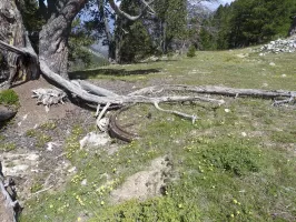 Ligne Maginot - LA LAUZETTE CRêTE (3° BIE / 154° RAP) - (Position d'artillerie préparée) - La troisième plate-forme pour canon de 75 mm.