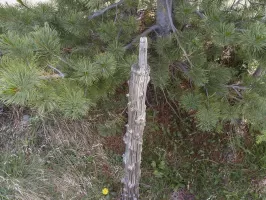 Ligne Maginot - LA LAUZETTE SUD (3° BIE / 154° RAP) - (Position d'artillerie préparée) - Un support artisanal pour une arme d'infanterie.