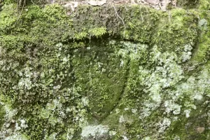 Ligne Maginot - KANDELBERG SUD - (Blockhaus pour arme infanterie) - Aux alentours.... Avant