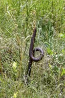 Ligne Maginot - MONTGENEVRE - CLOT ENJAIME  - (Blockhaus pour arme infanterie) - Vestige du réseau de barbelés
