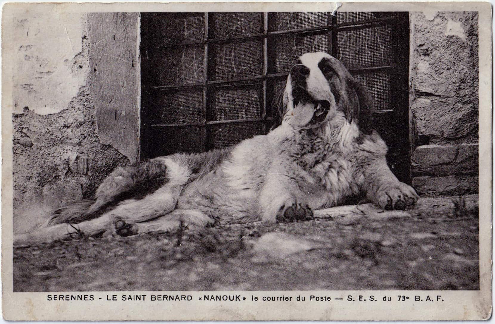Ligne Maginot - 73° Bataillon Alpin de Forteresse (73° BAF) - Nanouk, le Saint Bernard de la SES du 73 BAF à Serennes