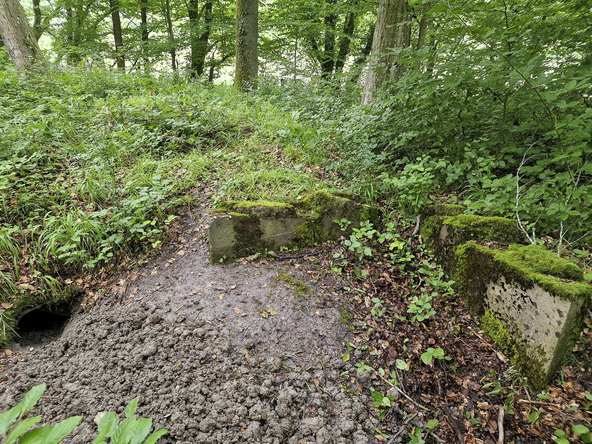 Ligne Maginot - ALTWIESERBACH 6 - (Observatoire indéterminé) - Les restes du poste de tir avec le terrier de son nouvel habitant - Franck Niederlender