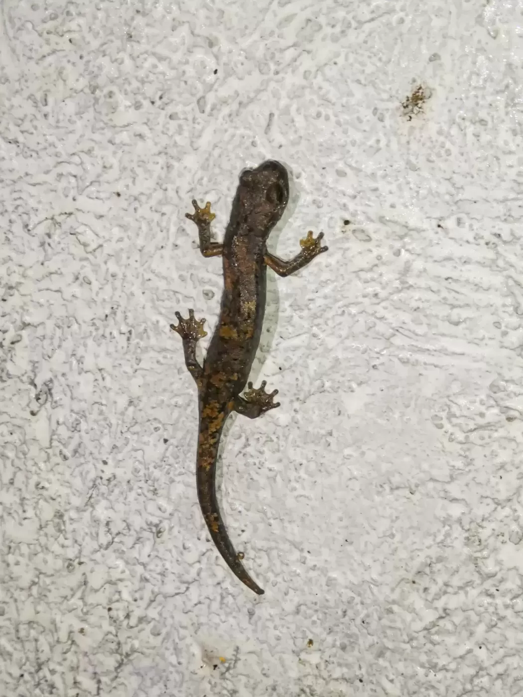 Ligne Maginot - COL DE SEGRA - (Chambre de coupure) - Habitante des lieux la Salamandre tachetée, à respecter ainsi que les autres insectes. - ELLENA Daniel - CUNY Philippe