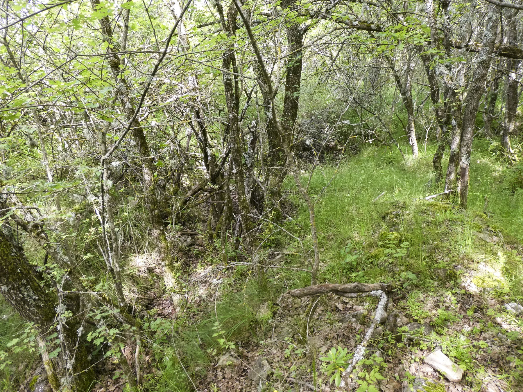 Ligne Maginot - SEGRA - BORRIGO - (Position d'artillerie préparée) - Tranchée - ELLENA Daniel - CUNY Philippe