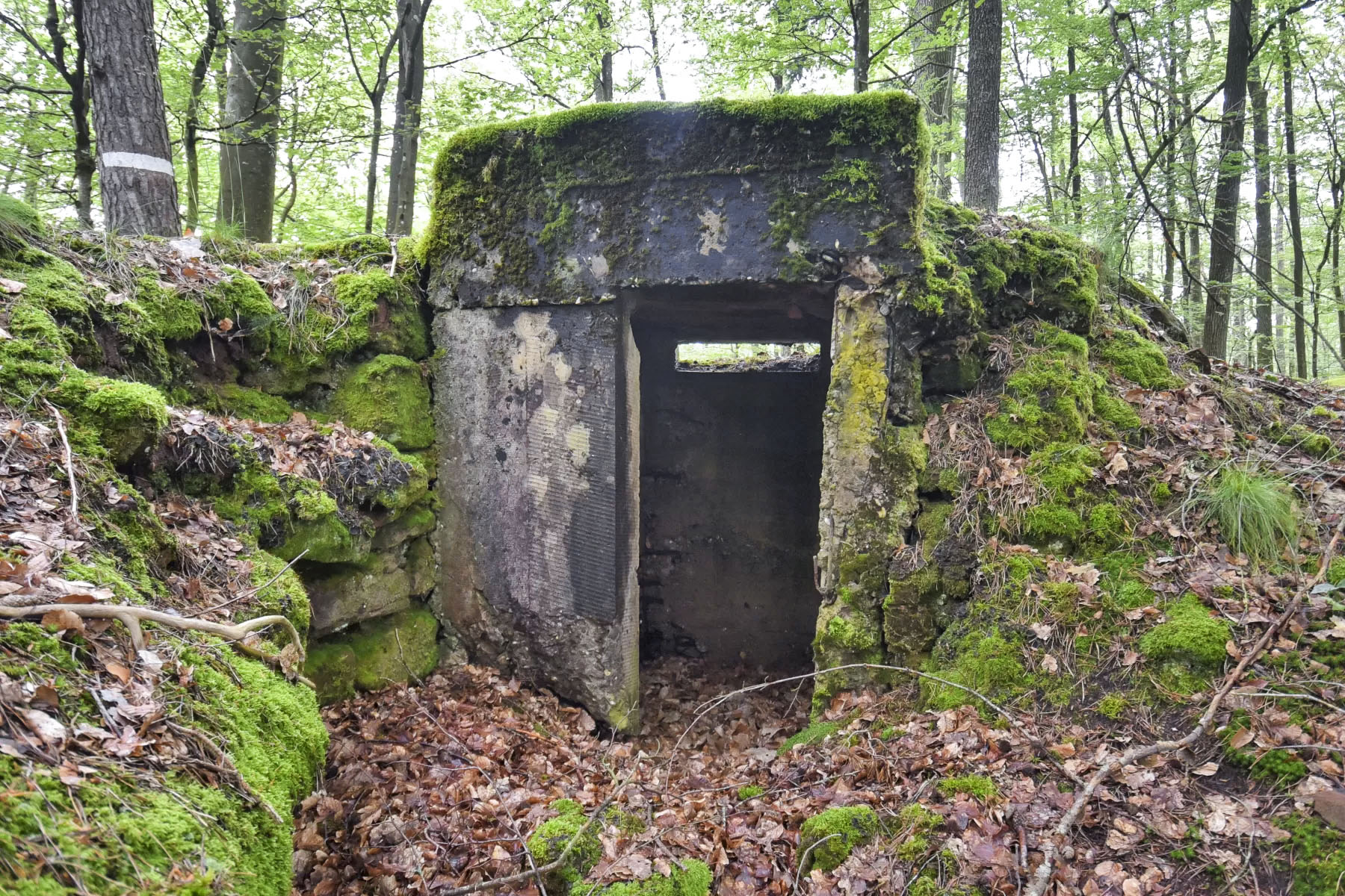 Ligne Maginot - DACHSECK - (Observatoire d'infanterie) -  - Ludovic KNAPP