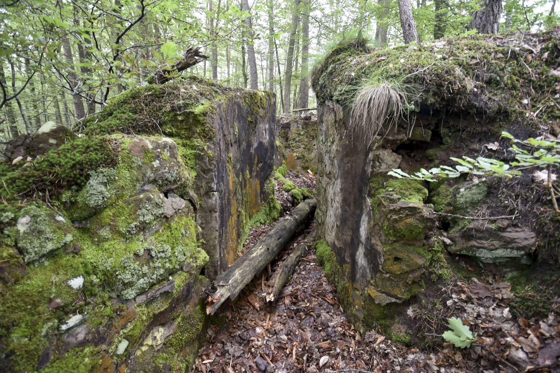 Ligne Maginot - DACHSECK 3 - (Cuve pour arme d'infanterie) - L'entrée - Ludovic KNAPP