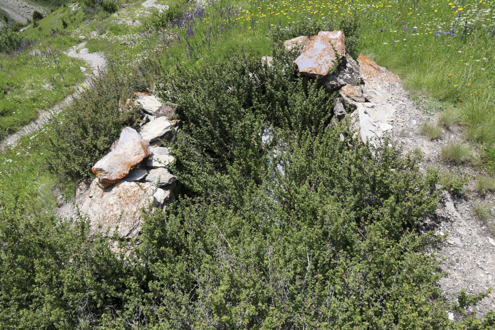 Ligne Maginot - PA 1893 - 1 - (Cuve pour arme d'infanterie) - L'emplacement
 - Alain Perouffe