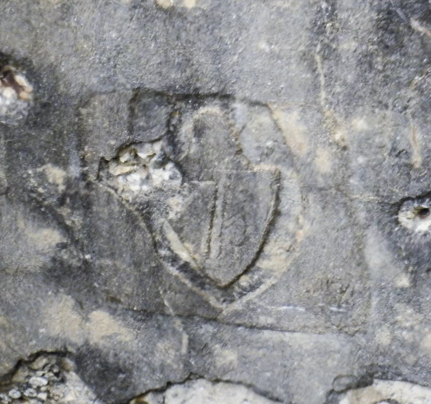 Ligne Maginot - E2 - EZE VOIE FERREE - (Blockhaus pour arme infanterie) - L'écusson du 7° Génie - Alain Perouffe