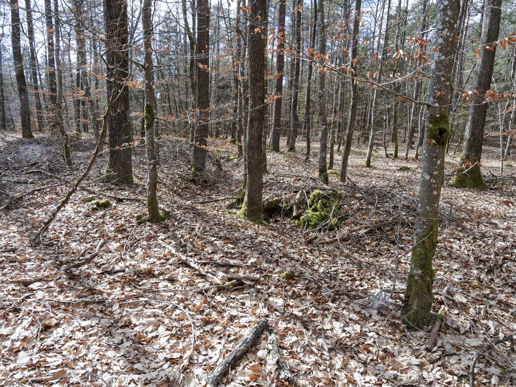 Ligne Maginot - WEIHERSTHAL NORD - (Blockhaus pour canon) - Le système de tranchée desservant le bouclier continue dans la forêt