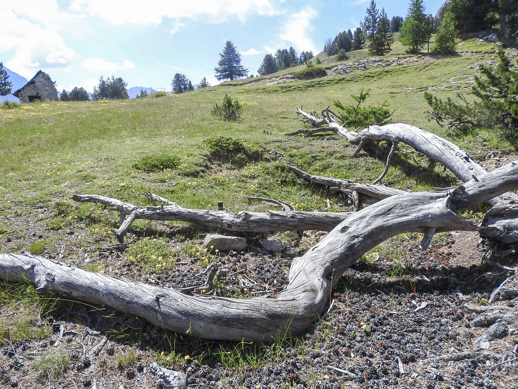 Ligne Maginot - LA LAUZETTE CRêTE (3° BIE / 154° RAP) - (Position d'artillerie préparée) - La troisième plate-forme pour canon de 75mm. - STENGER Mathieu