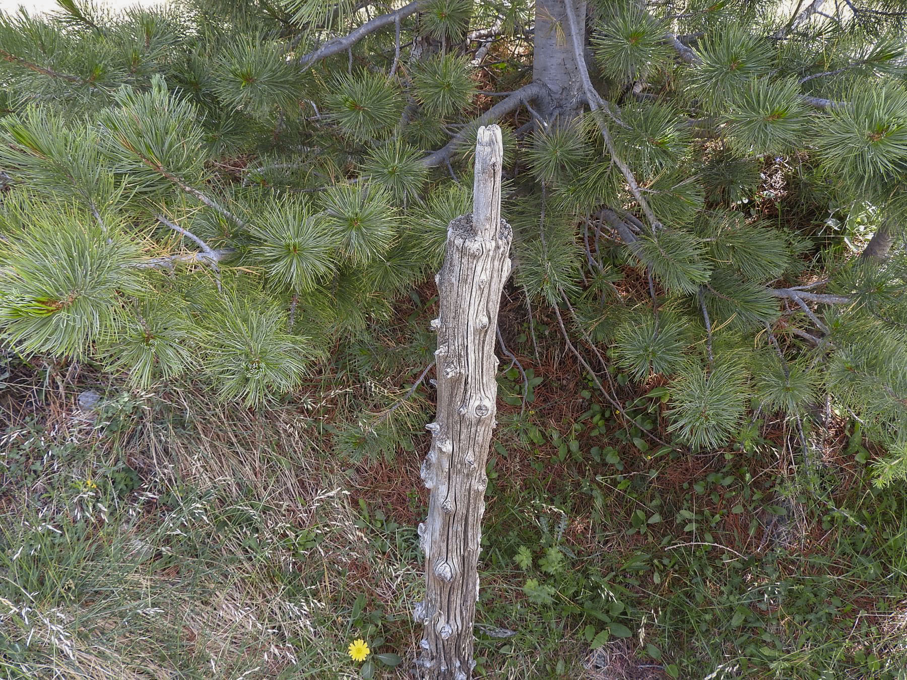 Ligne Maginot - LA LAUZETTE SUD (3° BIE / 154° RAP) - (Position d'artillerie préparée) - Un support artisanal pour une arme d'infanterie. - STENGER Mathieu