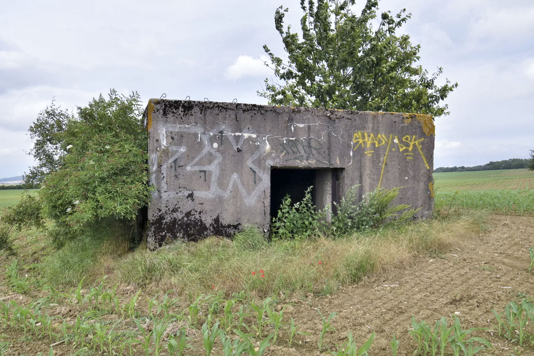 Ligne Maginot - SPIETZHUF OUEST - (Blockhaus pour canon) -  - Ludovic KNAPP