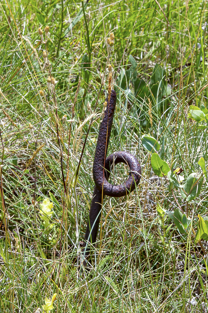 Ligne Maginot - MONTGENEVRE - CLOT ENJAIME  - (Blockhaus pour arme infanterie) - Vestige du réseau de barbelés
 - Michel Teiten
