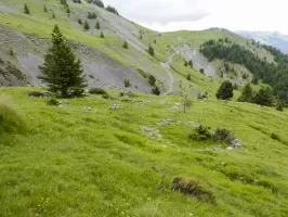Ligne Maginot - COL DES MOULINÉS - (Divers) - 