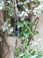 Ligne Maginot - E3 - EZE MOYENNE CORNICHE - (Casemate d'infanterie - Simple) - 