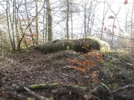 Ligne Maginot - HANAU 3 - (Blockhaus pour canon) - Le blockhaus est remblayé sur les quatre côtés.