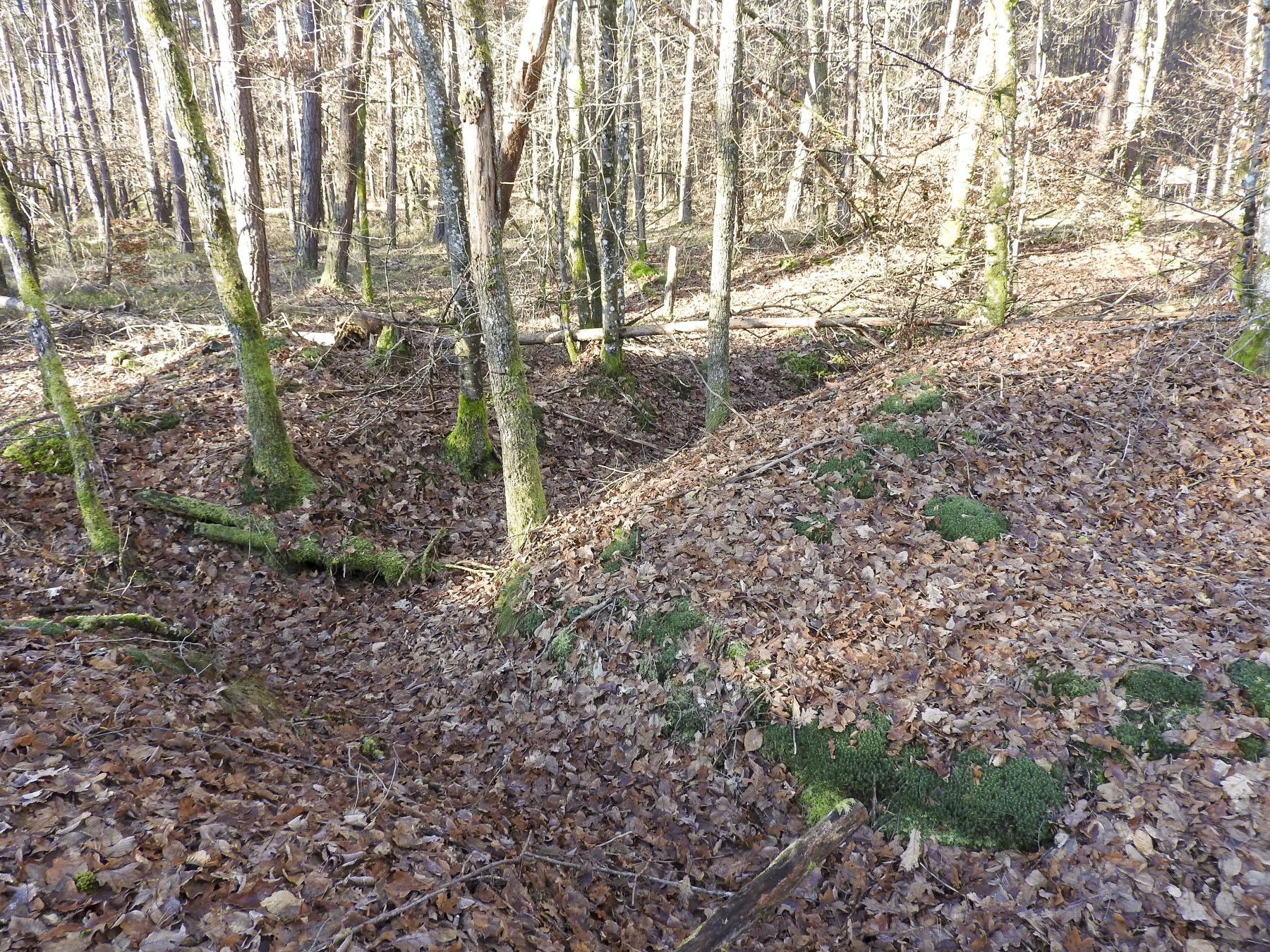 Ligne Maginot - HANAU 3 - (Blockhaus pour canon) - Une tranchée de circulation à proximité. - STENGER Mathieu