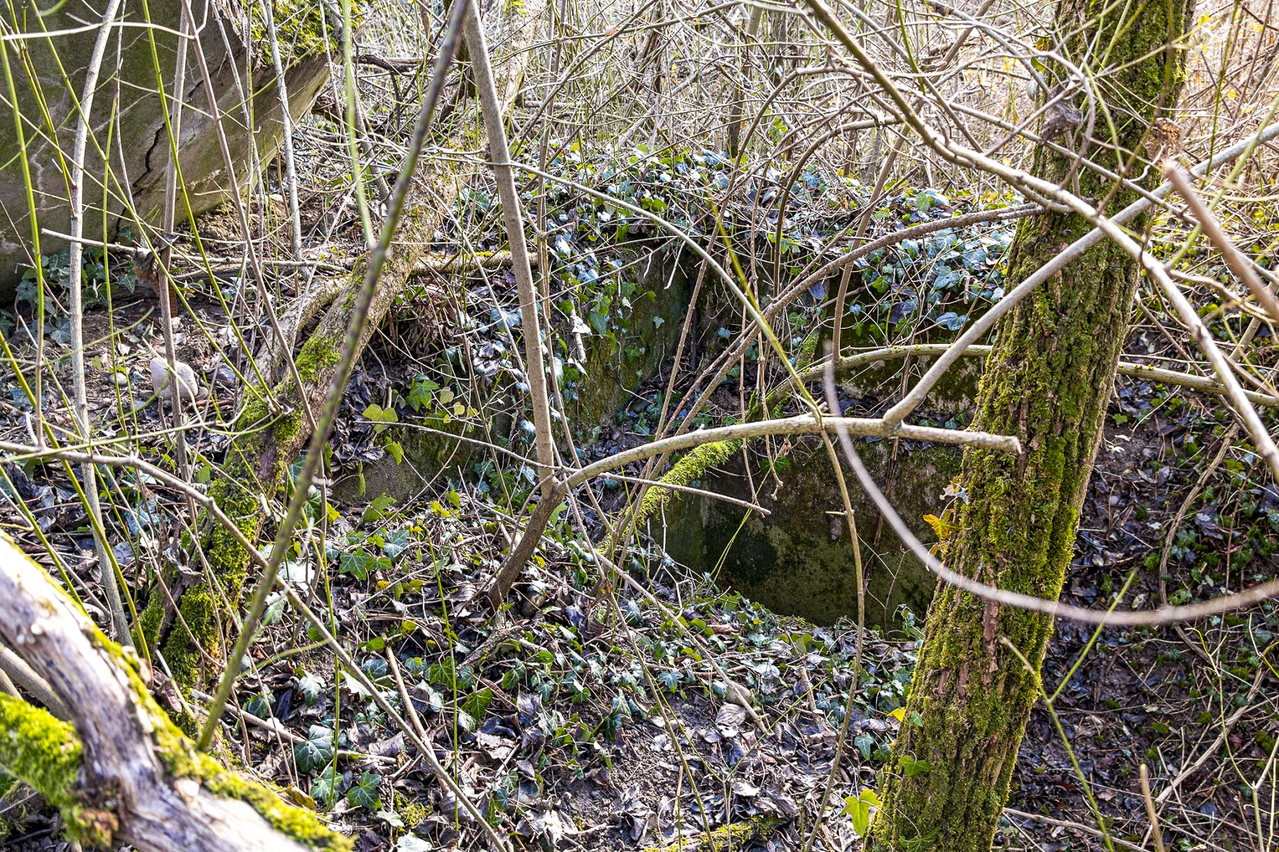 Ligne Maginot - OBERSAASHEIM OUVRAGE 2 - (Blockhaus pour arme infanterie) - Entrée à droite - David Palmer