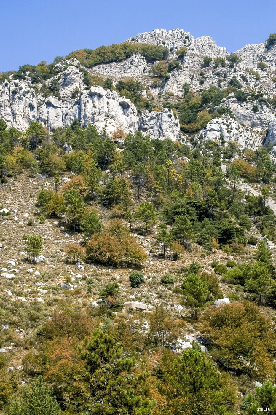 Ligne Maginot - O46 - MADONE DE GORBIO NORD - (Blockhaus pour arme infanterie) - Le blockhaus dans son environnement - Lia VERMEULEN