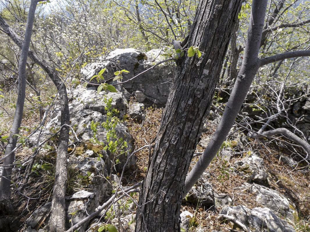 Ligne Maginot - PIERRE POINTUE - C5 - (Cuve pour arme d'infanterie) -  - ELLENA - CUNY