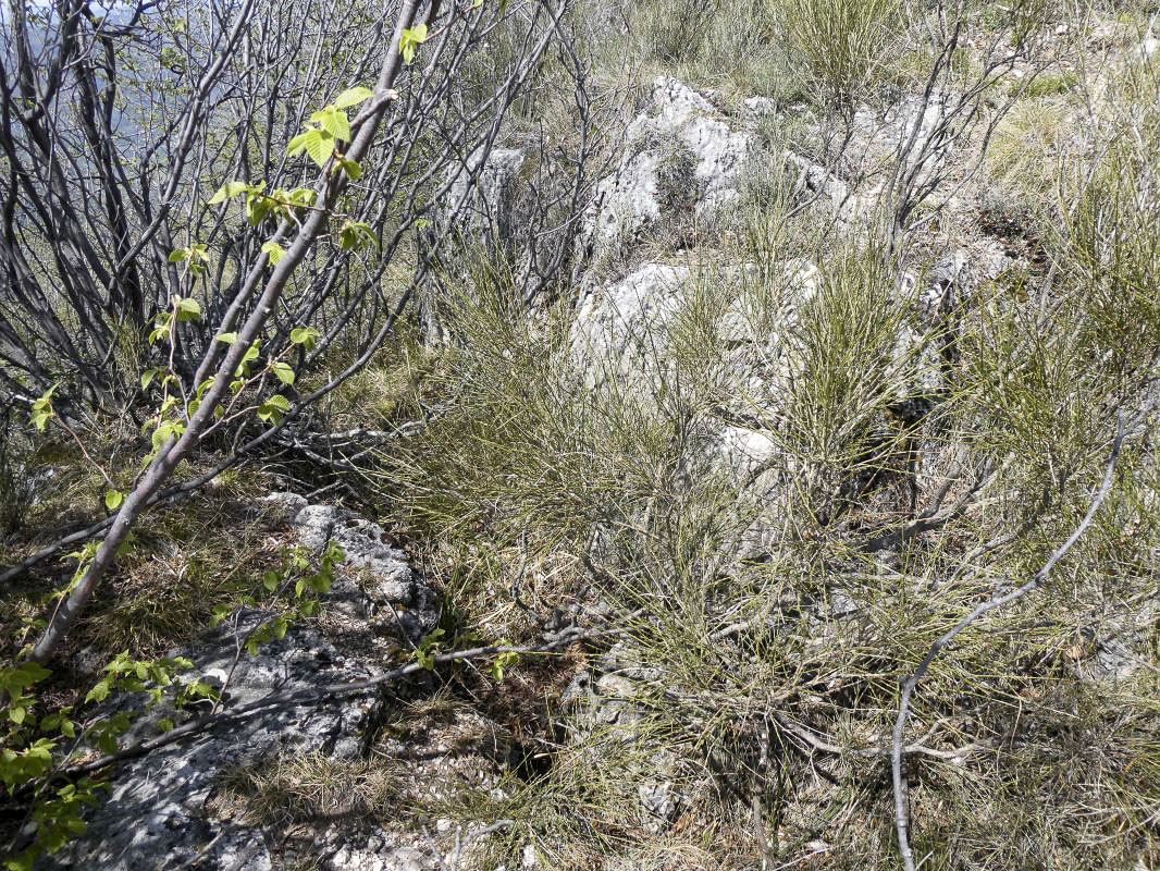 Ligne Maginot - PIERRE POINTUE - C5 - (Cuve pour arme d'infanterie) - Tranchée d'accès - ELLENA - CUNY