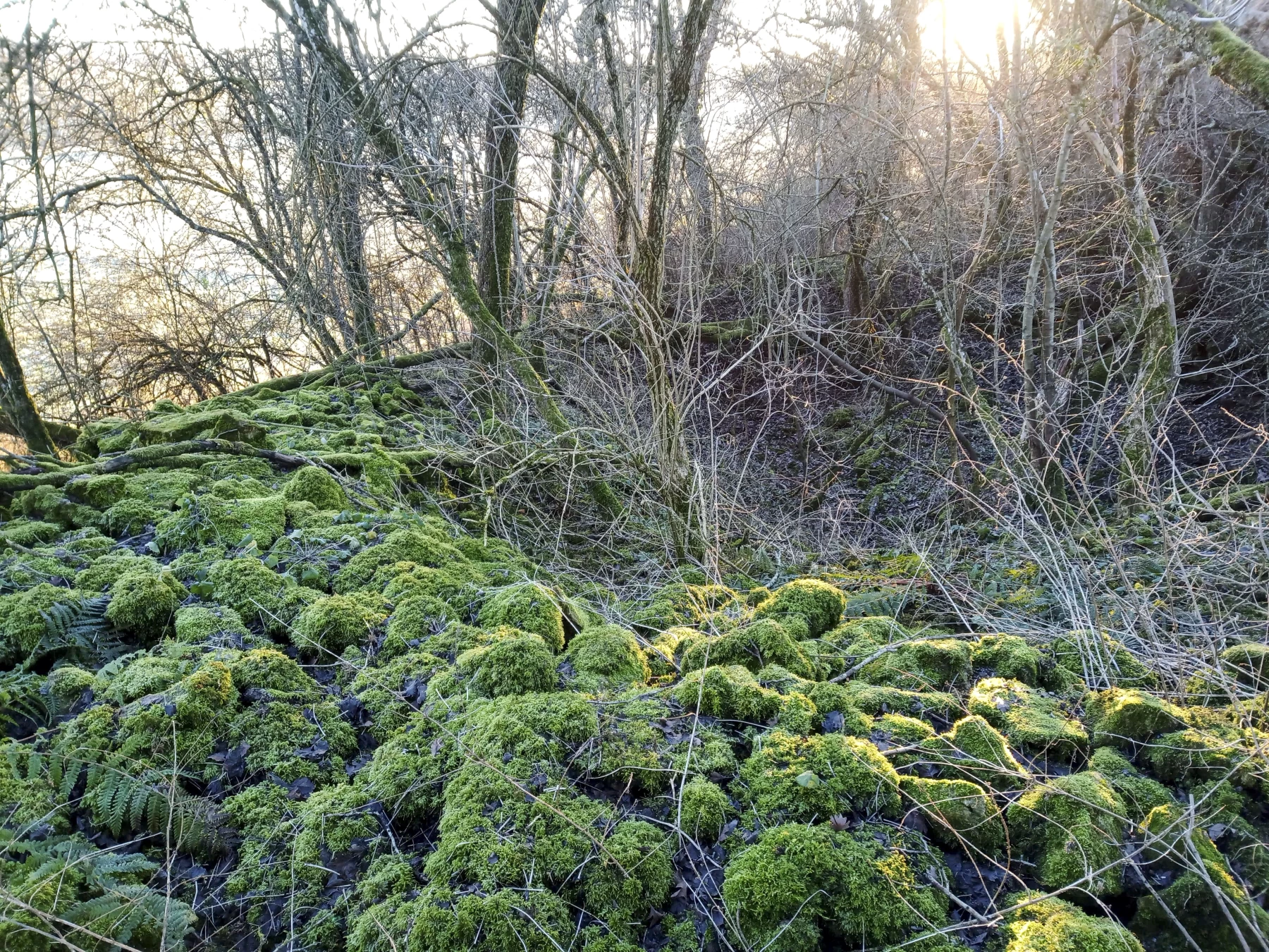 Ligne Maginot - DB370 - (Blockhaus pour canon) - Deuxième fouille à quelques dizaines de mètres - Marc Fossoul