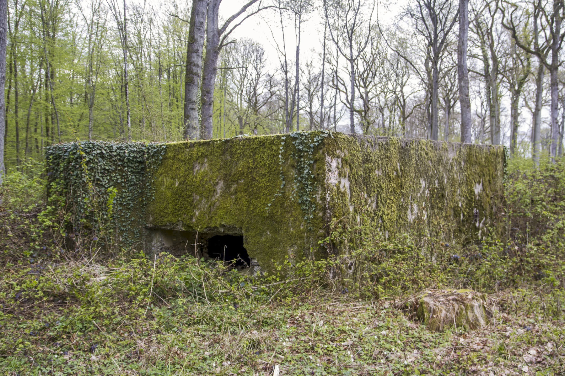 Ligne Maginot - CB301 - KANFENER BUSCH 7 - (Blockhaus pour canon) -  - Michel Teiten