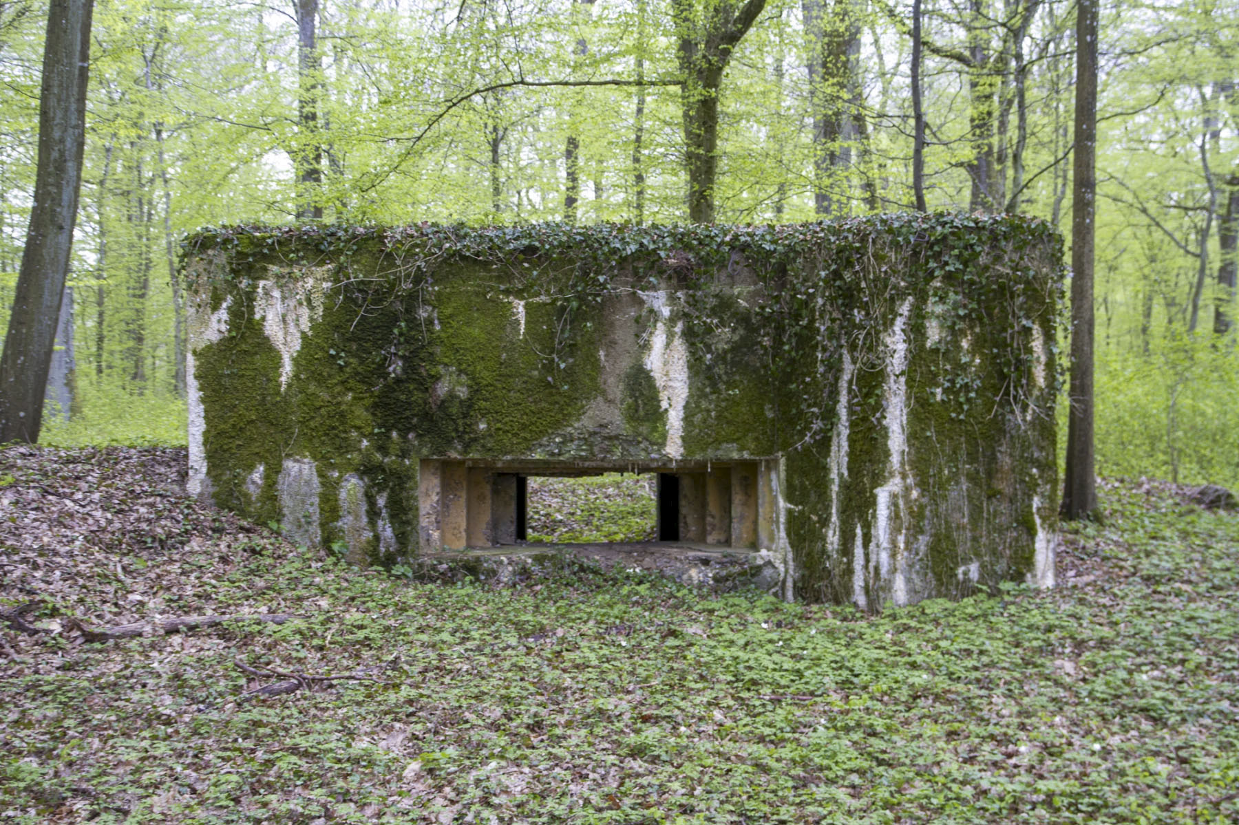 Ligne Maginot - CB302 - KANFENER BUSCH 6 - (Blockhaus pour canon) -  - Michel Teiten