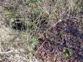 Ligne Maginot - CARRIERE DE LA FERME CHOPPEY (III/132° RIF) - (PC de Quartier) - L'entrée en puits Est