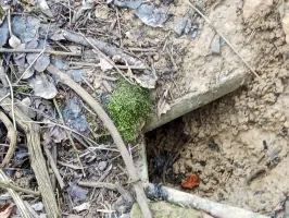 Ligne Maginot - SERROUVILLE (SOUS-SECTEUR AUMETZ - 128° RIF) - (PC de Sous-Secteur) - Une niche