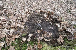 Ligne Maginot - HANAU 1 - (Blockhaus pour canon) - Ancrage pour le filet de camouflage 