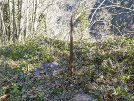 Ligne Maginot - VALABRES ANNEXE (OU SUD) (VA) - (Blockhaus pour arme infanterie) - 











Sur les dessus une construction indéterminée.
