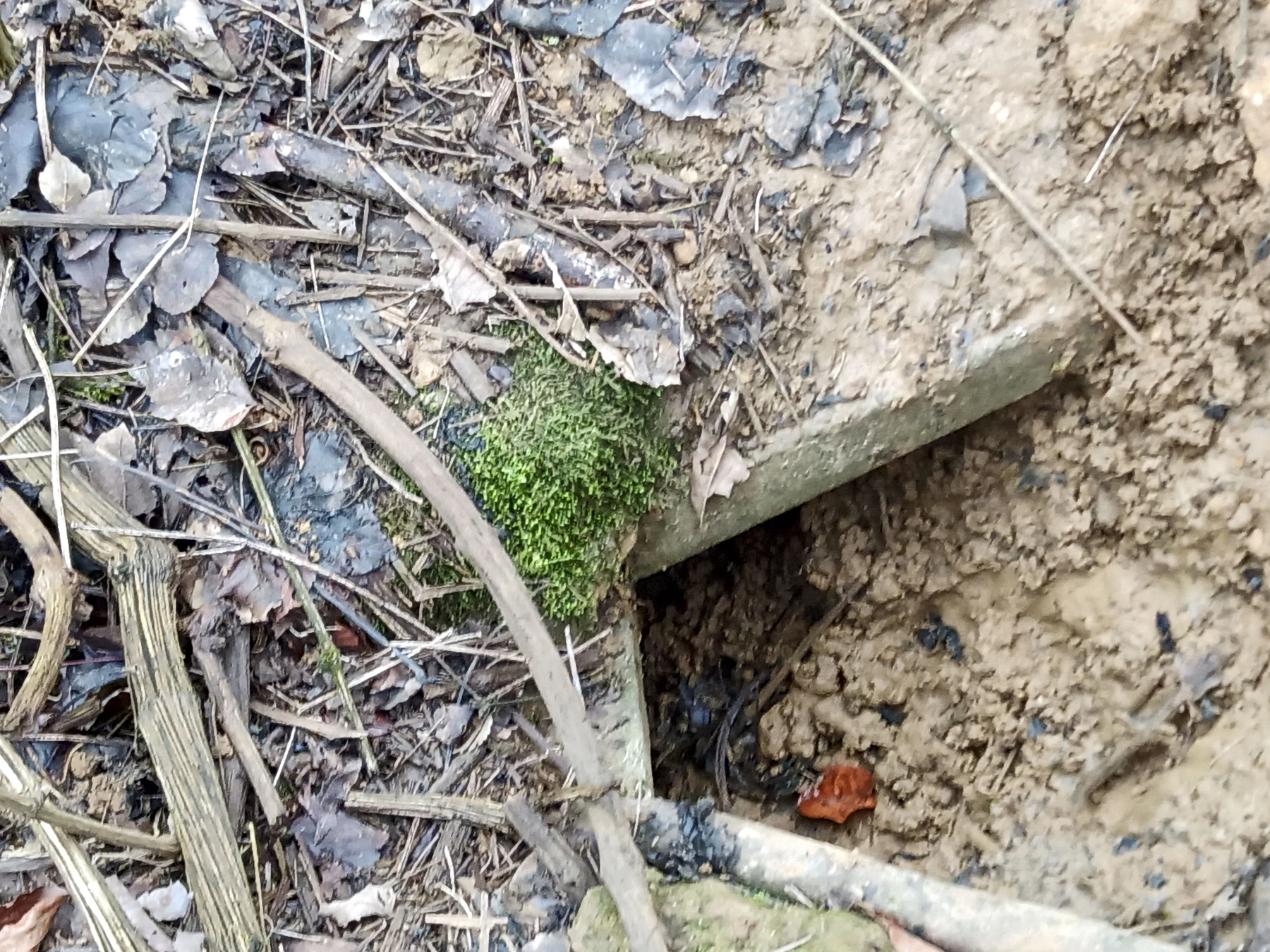 Ligne Maginot - SERROUVILLE (SOUS-SECTEUR AUMETZ - 128° RIF) - (PC de Sous-Secteur) - Une niche - Alexis Locatelli
