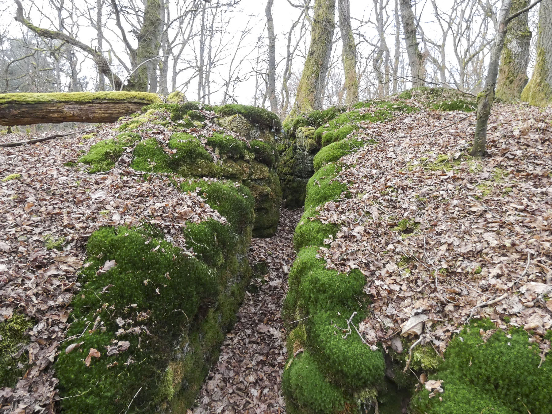Ligne Maginot - GALGENBERG SUD - (Abri) - Les aménagements sur la crête signalés sur l'image LIDAR.
Un réseau de tranchées. - STENGER Mathieu