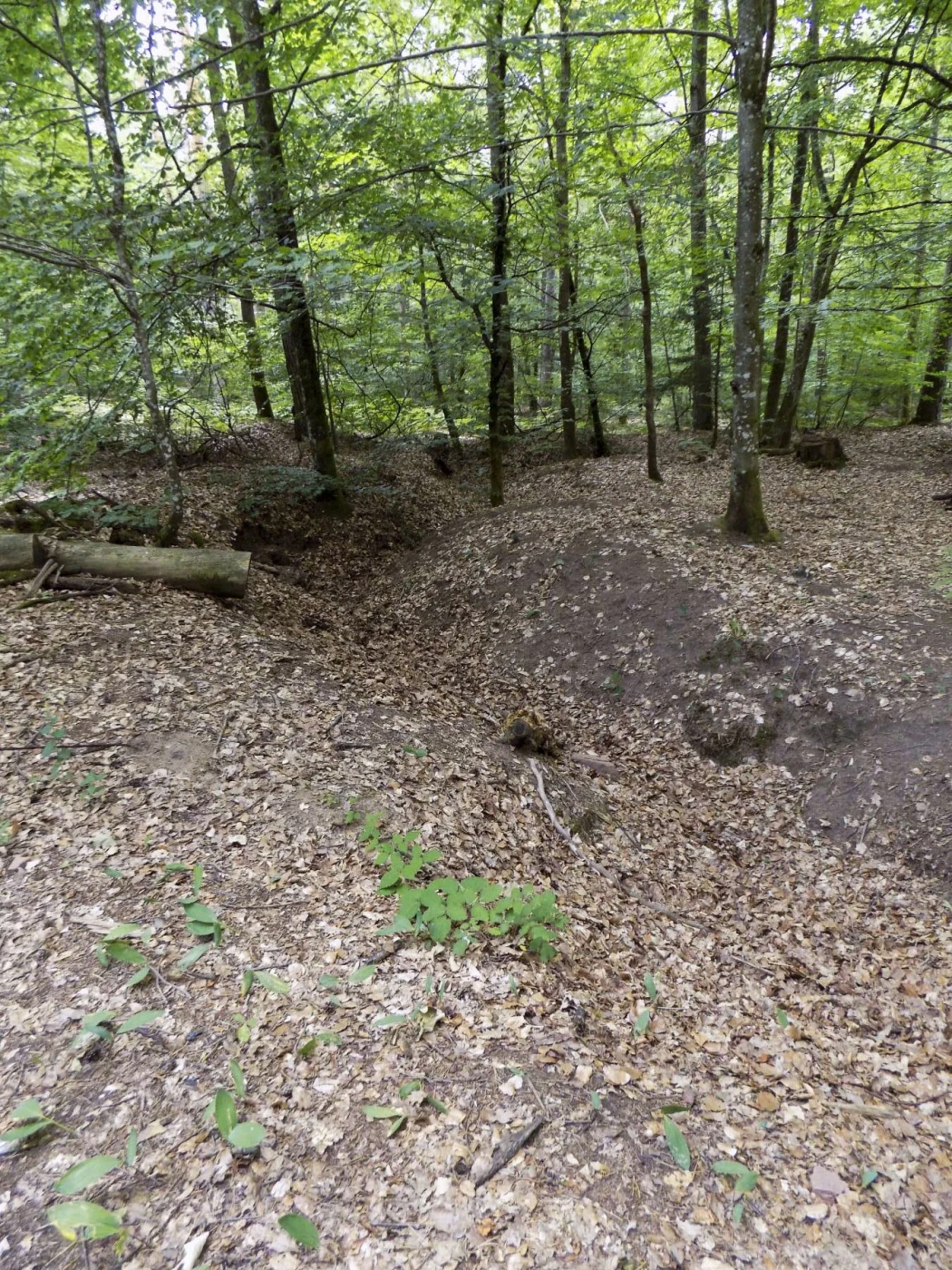 Ligne Maginot - HANAU 1 - (Blockhaus pour canon) - Tranchée d'accès, vue depuis le blockhaus - J.Luc