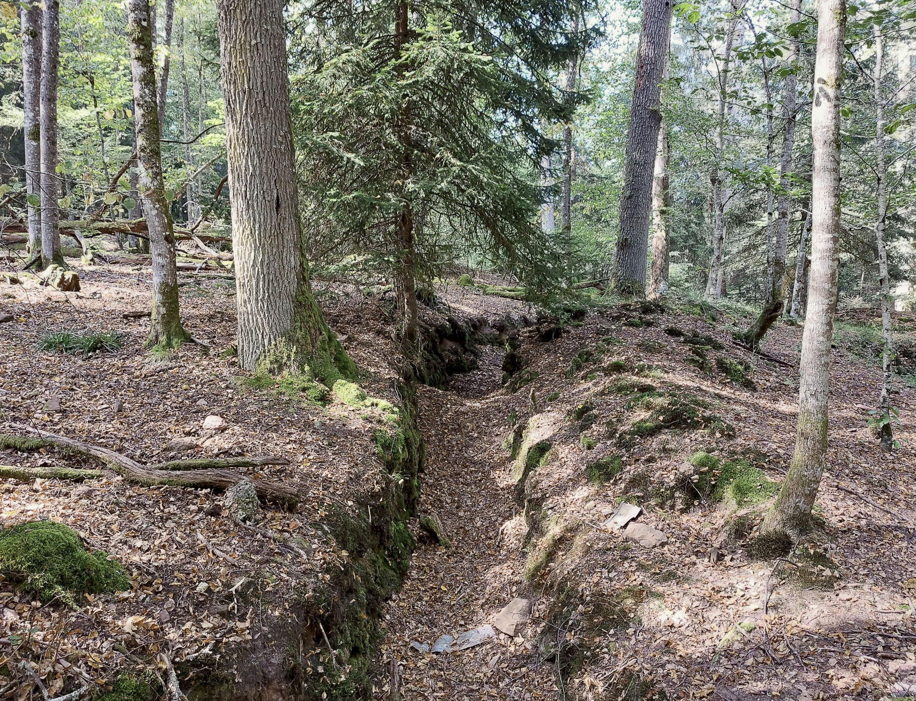 Ligne Maginot - GLASBRONN - (Casernement) - Tranchée entre le casernement et la casemate de Glasbronn - Gregory Fuchs