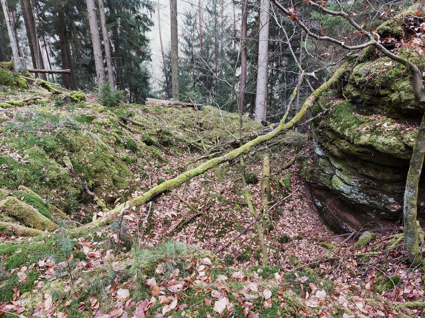 Ligne Maginot - HAUSBERG - (Abri) - Fouille d'un abri visible à l'arrière du rocher - Gregory Fuchs